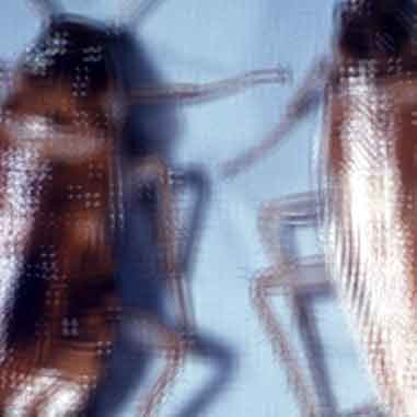 borax to kill roaches